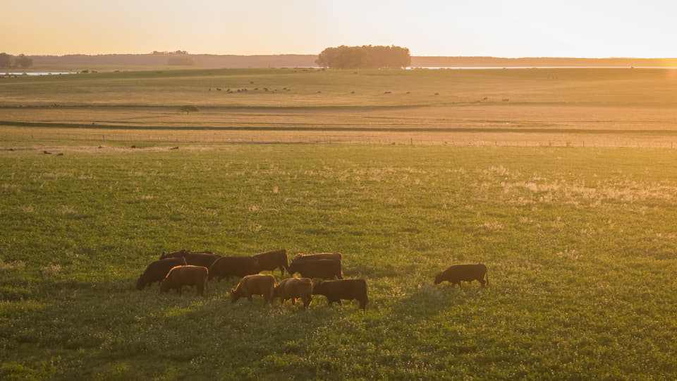 Chacras Arbolito - Rocha